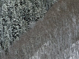 Buy Snow Covered Aspen Trees in Contrast to Snow Covered Fur Trees, Colorado at AllPosters.com