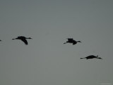 Sandhill Cranes near Gibbon, Nebraska