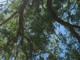 Buy Tall Tree Offers Much Needed Shade in Las Vegas, Nevada at AllPosters.com