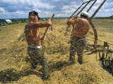 Buy Two Ukrainian Men Rake Straw Onto a Lift after the Wheat Harvest at AllPosters.com