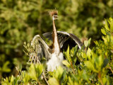 Three Tricolored Heron Chicks Waiting to Be Fed, Tampa Bay, Florida