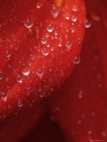 Water Droplets on a Red Flower Pedal, Groton, Connecticut