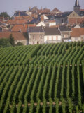Buy Vineyards in the Champagne Region, France at AllPosters.com