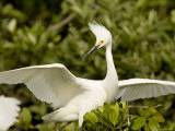 Snowy Egret Portrait