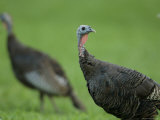 Wild Turkey in a Neighborhood in Omaha, Omaha Zoo, Nebraska