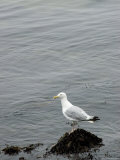 Seagull Perched on a Seaweed Covered Rock