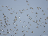 Semi-Palmated Sandpipers at Money Island, New Jersey