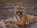Yawning Bengal Tigress Wallows in a Mud Hole During the Dry Season