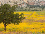 Buy Wildflowers Along Hwy 96, New Mexico at AllPosters.com
