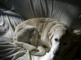 Yellow Lab Resting on Couch, Marin, California