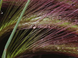 Buy Two Sprays of Grass with Dewdrops Caught in Them at AllPosters.com