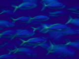 School of Fusilier Fish