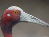 Sarus Crane at International Crane Foundation, Baraboo, Wisconsin