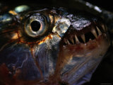 Buy Tiger Fish, Close View, Zambezi River Area, Zamezi River at AllPosters.com