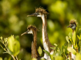 Tricolor Herons Wait to Be Fed at their Nest in the Mangroves, Tampa Bay, Florida