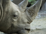 White Rhino Sniffs the Muddy Ground at the Henry Doorly Zoo, Nebraska
