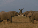 Buy Two African Elephants Greet Each Other by Touching Trunks at AllPosters.com