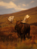 Buy Willows Cling to Bull Moose's Antlers, Alaska at AllPosters.com