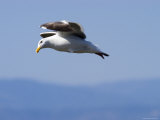 Western Gulls Flying on Anacapa Island, California