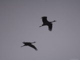 Two Migrating Sandhill Cranes at the Rowe Audubon Sanctuary