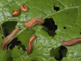 Slugs and a Snail Are Feeding on Leaves