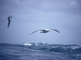 Wandering Albatross Gliding in Flight over the Ocean Surface, Australia