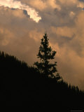 Buy Silhouette of a Fur Tree on a Mountain Side with a Dramatic Sky at AllPosters.com