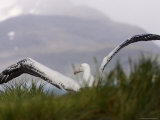 Taking Flight, Wandering Albatross, Prion Island, South Georgia