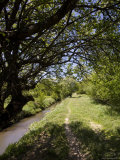 Buy Shady Path Meanders Past Canal in the Chinese Countryside, Dajuhu, China at AllPosters.com