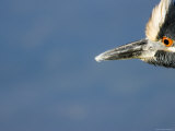 Yellow-Crowned Night Heron, Sanibel Island, Florida