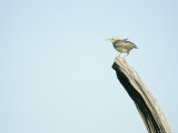 Western Meadowlark Sits on a Piece of Wood in Howes, South Dakota