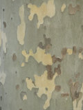 Sycamore Trees in St. Louis