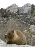 Yellow-Bellied Marmot in Tokopah Valley, California