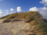 Wind Blown Grass Tussocks Precariously Attached to a Sand Dune, Coorong National Park, Australia