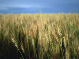 Buy Winter Wheat in Linn, Kansas at AllPosters.com