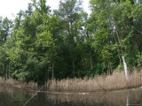 Buy Secluded Shore is Lined with Evergreens and Marsh Grasses at AllPosters.com