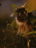Buy Silvered Leaf Monkey Sitting in a Tree at AllPosters.com