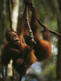 Buy Two Orangutans Hang from Tree Limbs, Borneo at AllPosters.com