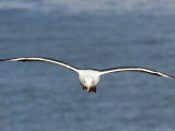 Western Gull in Flight over the Pacific, California