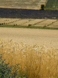 Buy Summer Field of Wheat, Other Fields in the Background, France at AllPosters.com