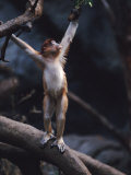 Buy Young Proboscis Monkey Reaching for a Tree Branch in a Zoo Enclosure, Bronx Zoo, New York at AllPosters.com