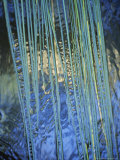 Water Ribbon Grasses, Triglochin Procera, in a River Stream, Australia