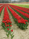 Buy Vertical View of a Bright Red Tulip Field in Provence, France at AllPosters.com