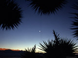 Buy Silhouette of Joshua Trees at Dusk with Quarter Moon, Joshua Tree National Park, California at AllPosters.com