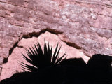 Buy Silhouette of a Yucca Plant against a Red Sandstone Wall at AllPosters.com