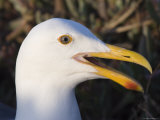 Western Gulls on Anacapa Island, California