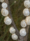 Buy Snails with White Shells, France at AllPosters.com
