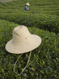 Buy Straw Hat Rests on Tea Bush in Front of Tea Gatherer in Rural China at AllPosters.com