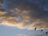 Three Migrating Sandhill Cranes at the Rowe Audubon Sanctuary
