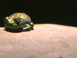 Buy Tree Frog Rests on Sandstone Rock at AllPosters.com